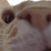 Gusic Swag GIF - Gusic Swag Swag Cat GIFs