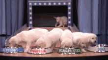 Puppies Predict March Madness Winner GIF - Dogs Cute Final GIFs