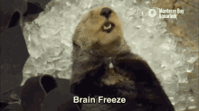 Brain Freeze Hurts So Bad GIF - Brainfreeze Otter GIFs