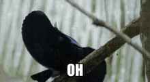 a black bird is perched on a tree branch with the words `` oh '' written below it .