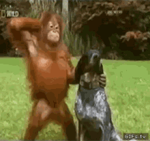 Monkey Lol GIF - Orangutan Monkey Pet GIFs