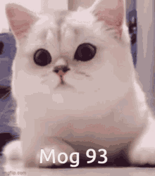 Mog93 Mogli GIF
