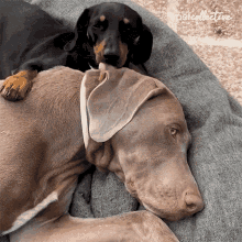 Playful The Pet Collective GIF
