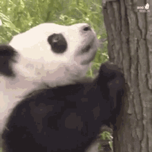 Panda Animal GIF