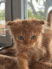 a fluffy orange cat with blue eyes is looking at the camera