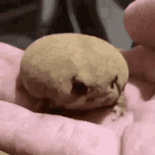 Dyingaliengif Toad GIF - Dyingaliengif Toad Frog GIFs