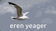 Attack On Titan Eren Yeager GIF - Attack On Titan Eren Yeager Bird GIFs