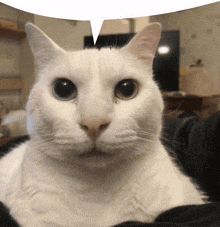 canny cat cat speech bubble uncanny cat stare