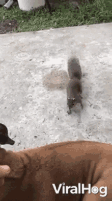 friendship dog squirrel cute climb