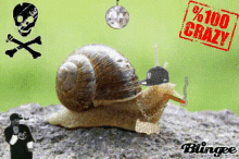 Snail GIF - Snail GIFs