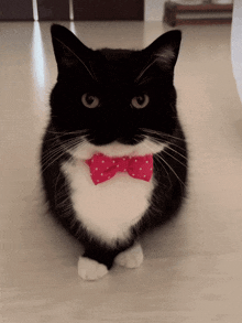 Uni Uni Cat GIF - Uni Uni Cat Maxwell GIFs