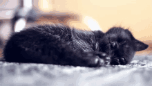 Cat Cute GIF - Cat Cute Sleep GIFs
