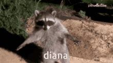 Diana Tda GIF - Diana Tda GIFs