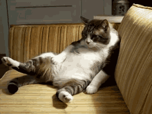 Cat Can'T Move GIF - Cat Stuffed Foodcoma GIFs