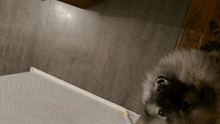 a small dog is looking up at something