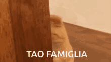 Tao Famiglia GIF - Tao Famiglia Lf GIFs