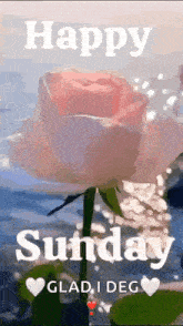 a pink rose with the words `` happy sunday glad i deg '' on it