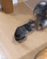 two cats are playing on a wooden floor in a living room .