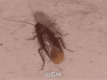 Cockroach Insect GIF