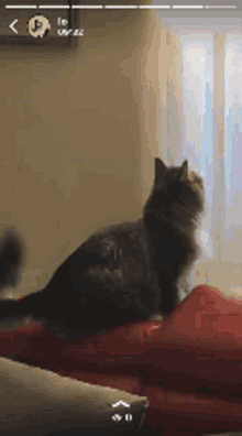 Non So Come Si Fa Quindi La Fineèpricacy Funny Cat GIF - Non So Come Si Fa Quindi La Fineèpricacy Funny Cat GIFs