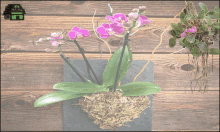 Vanda Baskets Orchid Pot GIF - Vanda Baskets Orchid Pot Clear Orchid Pots GIFs