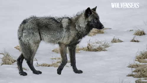 🌟Winter🌟 (grey Wolf Therian)