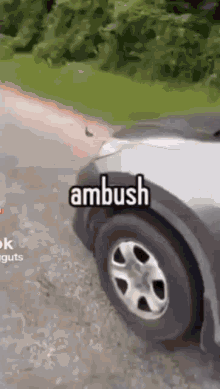 Ambush Gato GIF - Ambush Gato Cat GIFs