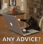 Cat Laptop GIF - Cat Laptop Workaholic GIFs
