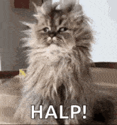 a fluffy cat is sitting on a table with the words `` help ! '' written on it .