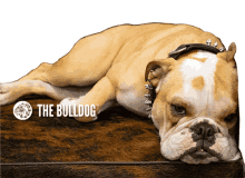 bulldog bulldog