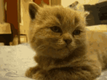 Sorry Cat GIF - Sorry Cat Nap GIFs