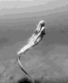 Mermaid Creature GIF - Mermaid Creature Siren GIFs