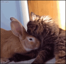 Cat Licking GIF - Cat Licking Rabbit GIFs