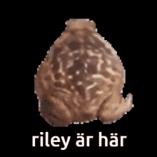 Riley Ar Har GIF - Riley Ar Har GIFs