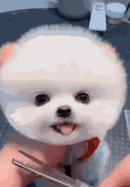 Puppy Eyes GIF - Puppy Eyes Dog - Discover & Share GIFs