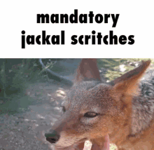 jackal scritches pet cute blackbacked jackal