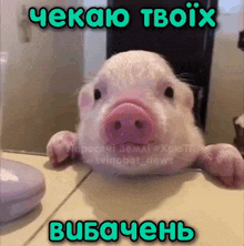 a pig is looking at itself in a mirror with the words " ekao tvoix " above it