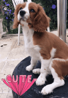 puppenlieben penny cute dog doggo