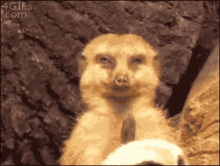 Meerkat Sleepy GIF - Meerkat Sleepy GIFs