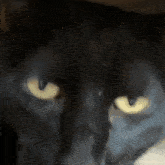 a close up of a black cat 's eyes