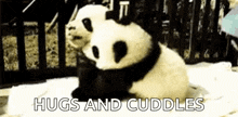 Hug Panda GIF - Hug Panda Sweet GIFs
