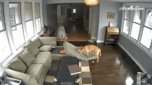 Munch The Pet Collective GIF - Munch The Pet Collective Chunching GIFs