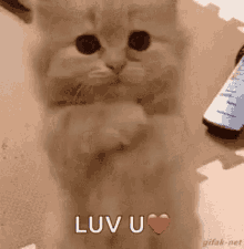 i love you this much cat meme