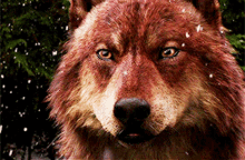 Wolf In Snow Tom Mc Nair GIF - Wolf In Snow Tom Mc Nair Being Human GIFs