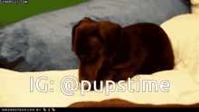 Dog Puppy GIF - Dog Puppy Animal GIFs