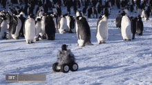 Penguin Disguise GIF - Penguin Disguise Sneaky GIFs