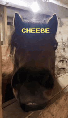 Smile Cheese GIF - Smile Cheese Miniwheat GIFs
