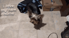 a picture of a dog with the words " i love my new home "