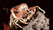 a couple of crabs are sitting on a rock with the word themes visible in the corner