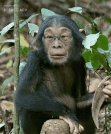 a chimpanzee wearing glasses is sitting on a tree branch in the jungle .